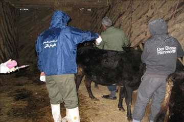 خدمات بهداشتی پیشگیری دامپزشکی گیلان -دهه فجر 94