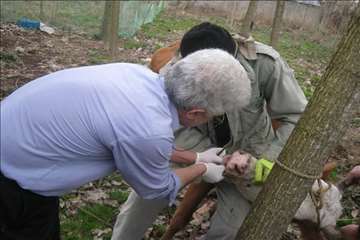 خدمات بهداشتی پیشگیری دامپزشکی گیلان -دهه فجر 94