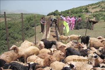 حمام ضد کنه  در مناطق ییلاقی گیلان