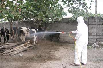 پیشگیری از CCHF