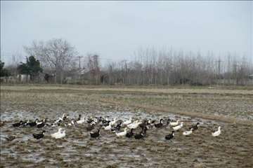 بازدید دکتر خلج از گیلان - دیماه 95