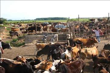 اقدامات پیشگیرانه اداره کل دامپزشکی گیلان علیه لمپی اسکین