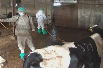 اقدامات پیشگیرانه اداره کل دامپزشکی گیلان علیه لمپی اسکین