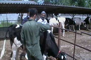 اقدامات پیشگیرانه اداره کل دامپزشکی گیلان علیه لمپی اسکین