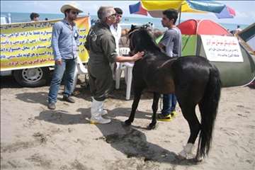 فعالیتهای شبکه دامپزشکی انزلی در جشنواره ملی اسب کاسپین