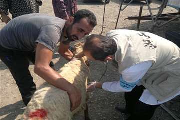 نظارت بهداشتی عید قربان به روایت تصویر(94)-گیلان