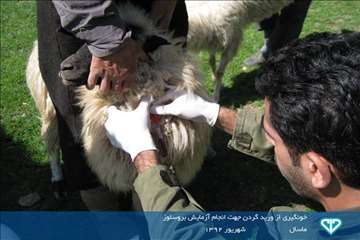 نمایشگاه عکس فعالیت های دامپزشکی