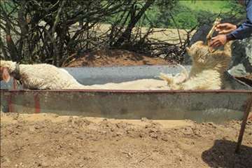 حمام ضد کنه  در مناطق ییلاقی گیلان