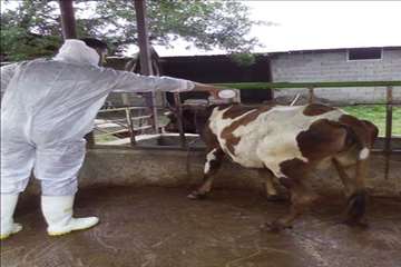 اقدامات پیشگیرانه اداره کل دامپزشکی گیلان علیه لمپی اسکین