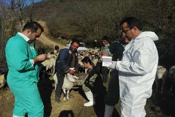 طرح بروسلوز در ییلاقات رودسر