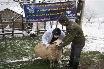 خدمات بهداشتی پیشگیری دامپزشکی گیلان -دهه فجر 94