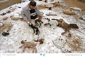 عکسهای منتخب جشنواره تخصصی بیطار