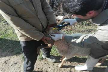 طرح بروسلوز در ییلاقات رودسر