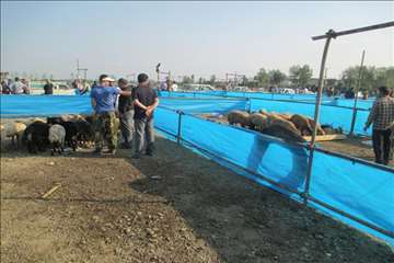 نظارت بهداشتی عید قربان به روایت تصویر(94)-گیلان