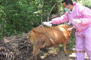 اقدامات پیشگیرانه اداره کل دامپزشکی گیلان علیه لمپی اسکین