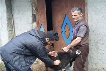 خدمات بهداشتی پیشگیری دامپزشکی گیلان -دهه فجر 94