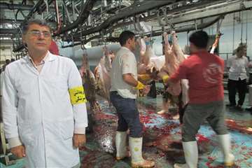 نظارت بهداشتی عید قربان 1395 گیلان به روایت تصویر