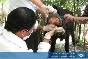 نمایشگاه عکس فعالیت های دامپزشکی