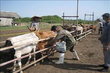 اقدامات پیشگیرانه اداره کل دامپزشکی گیلان علیه لمپی اسکین