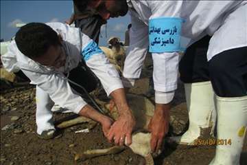 نظارت بهداشتی گیلان در روز عید سعید قربان(1393)