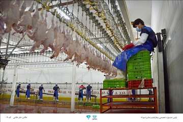 عکسهای منتخب جشنواره تخصصی بیطار