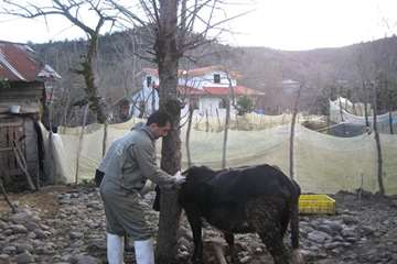 خدمات بهداشتی پیشگیری دامپزشکی گیلان -دهه فجر 94