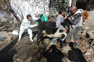 طرح بروسلوز در ییلاقات رودسر