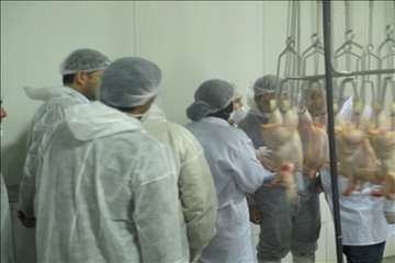 بازدید ریاست سازمان دامپزشکی کشور بهمراه هیئت روسی از مراکز تحت نظارت دامپزشکی گیلان(جوجه کشی و کشتا