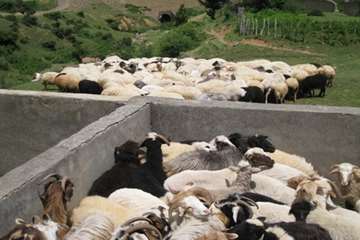 حمام ضد کنه  در مناطق ییلاقی گیلان