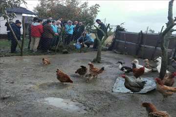 طرح ملی واکسیناسیون طیور روستایی گیلان بر علیه نیوکاسل (مرحله اول آذر 95)