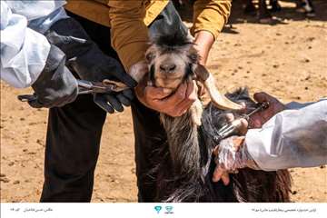 عکسهای منتخب جشنواره تخصصی بیطار