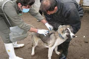 خدمات بهداشتی پیشگیری دامپزشکی گیلان -دهه فجر 94