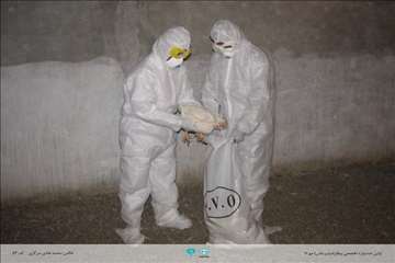 عکسهای منتخب جشنواره تخصصی بیطار