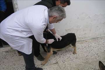 خدمات بهداشتی پیشگیری دامپزشکی گیلان -دهه فجر 94