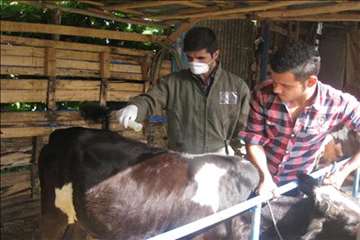 پیشگیری از CCHF