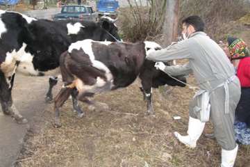 خدمات بهداشتی پیشگیری دامپزشکی گیلان -دهه فجر 94