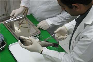 فعالیتهای اداره آبزیان گیلان