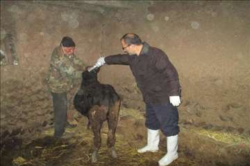 خدمات بهداشتی پیشگیری دامپزشکی گیلان -دهه فجر 94