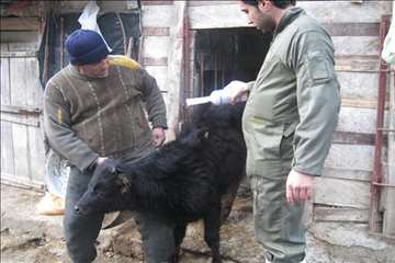 فعالیت های دامپزشکی گیلان در دهه فجر 1393