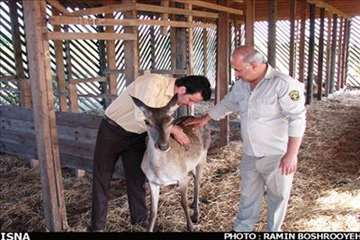 اقدامات پیشگیرانه اداره کل دامپزشکی گیلان علیه لمپی اسکین