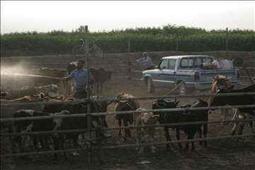 اقدامات پیشگیرانه اداره کل دامپزشکی گیلان علیه لمپی اسکین