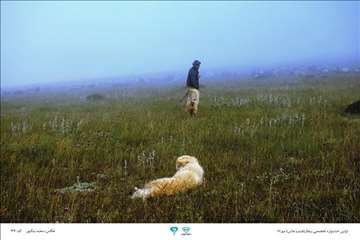 عکسهای منتخب جشنواره تخصصی بیطار