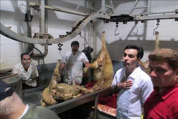 نظارت بهداشتی عید قربان 1395 گیلان به روایت تصویر