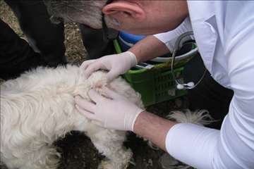 فعالیت های دامپزشکی گیلان در دهه فجر 1393