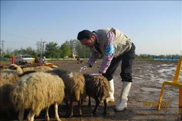 نظارت بهداشتی گیلان در روز عید سعید قربان(1393)