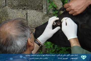 نمایشگاه عکس فعالیت های دامپزشکی