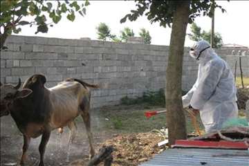 اقدامات پیشگیرانه اداره کل دامپزشکی گیلان علیه لمپی اسکین