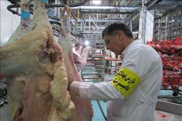 نظارت بهداشتی عید قربان 1395 گیلان به روایت تصویر