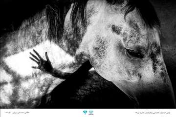 عکسهای منتخب جشنواره تخصصی بیطار