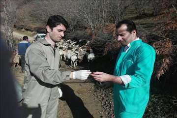 طرح بروسلوز در ییلاقات رودسر